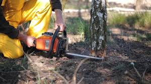 Professional Tree Care in Mono Vista, CA