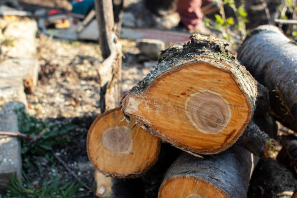 How Our Tree Care Process Works  in  Mono Vista, CA