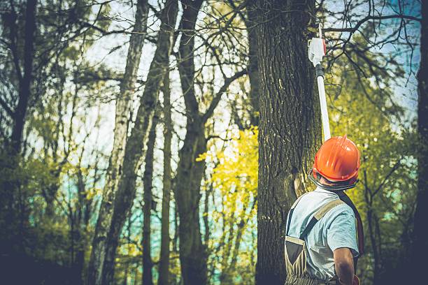 Best Stump Grinding and Removal  in Mono Vista, CA